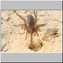 Anoplius infuscatus - Wegwespe 02b 12mm Trochosa cf terricola-Wolfspinne-Weibchen vor dem Nest abgelegt.jpg